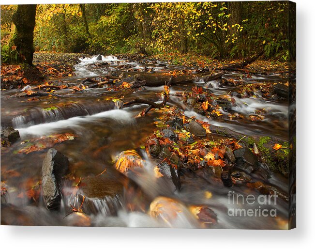 Wahkeena Creek Acrylic Print featuring the photograph Scattered Leaves by Michael Dawson