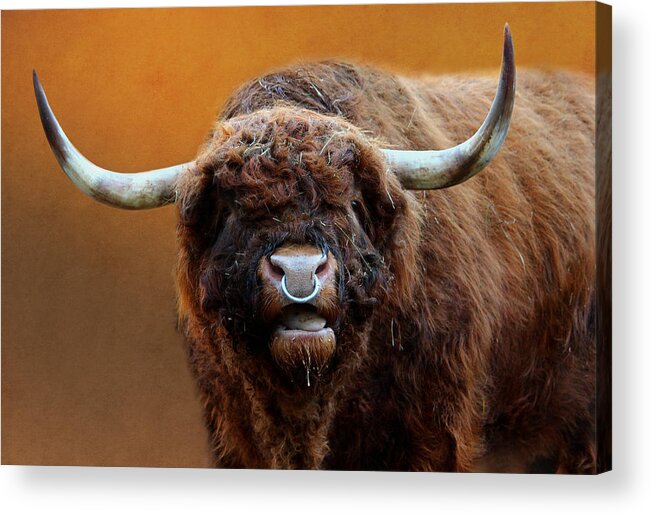 Animal Acrylic Print featuring the mixed media Scottish Highland Cattle by Heike Hultsch