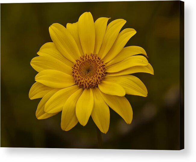 Photography Acrylic Print featuring the photograph Sea Dahlia by Lee Kirchhevel