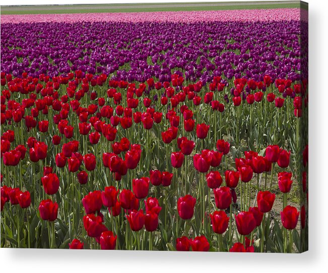 Tulips Acrylic Print featuring the photograph Sea of tulips by Elvira Butler