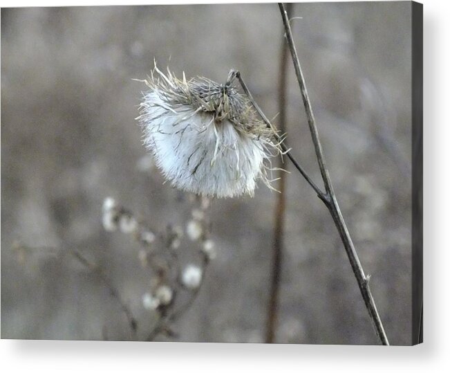 Nature Acrylic Print featuring the photograph Seasons Change by Peggy King