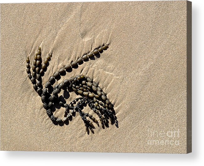 Seaweed Acrylic Print featuring the photograph Seaweed on beach by Steven Ralser