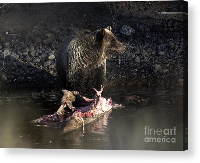 Grizzly Bear Acrylic Print featuring the photograph Secrets by Deby Dixon