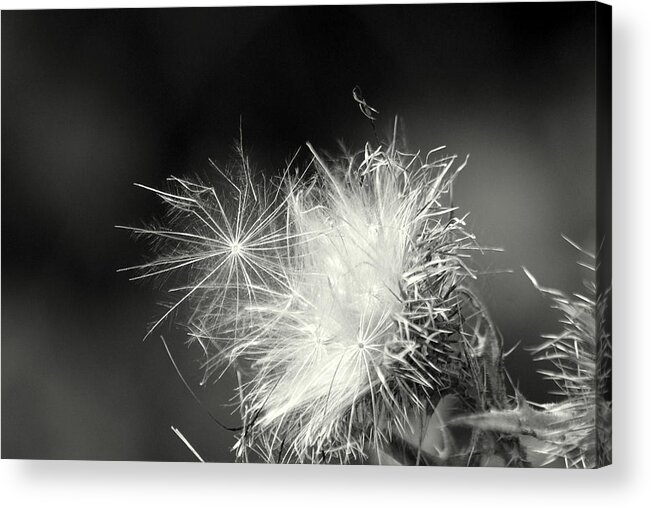 Nature Acrylic Print featuring the photograph Seeds From The Thistle by Jolly Van der Velden