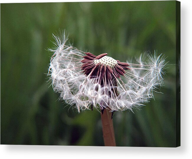 Dandelion Acrylic Print featuring the photograph Seeds and Stems by Suzy Piatt