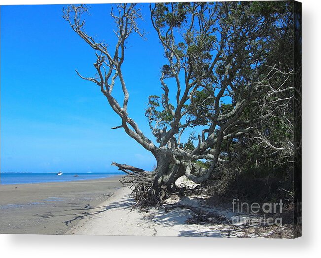 Shackleford Banks Acrylic Print featuring the photograph Shackleford Banks Tree 2 by Cathy Lindsey