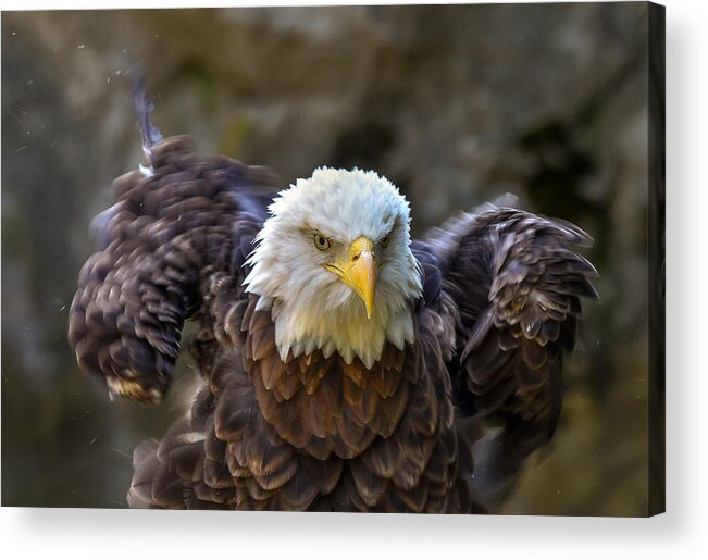 Bald Eagle Acrylic Print featuring the photograph Shaken Not Stirred by Michael Hubley