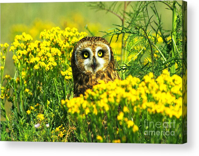 Short-eared Owl Acrylic Print featuring the photograph Short-eared Owl Amongst Wildflowers #2 by Tom and Pat Leeson
