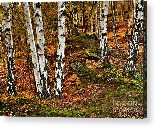 Silver Birch Acrylic Print featuring the photograph Silver Birch Tree Canvas by Martyn Arnold