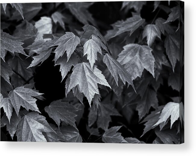 Maple Leaves Acrylic Print featuring the photograph Silver Maple by Dan Hefle