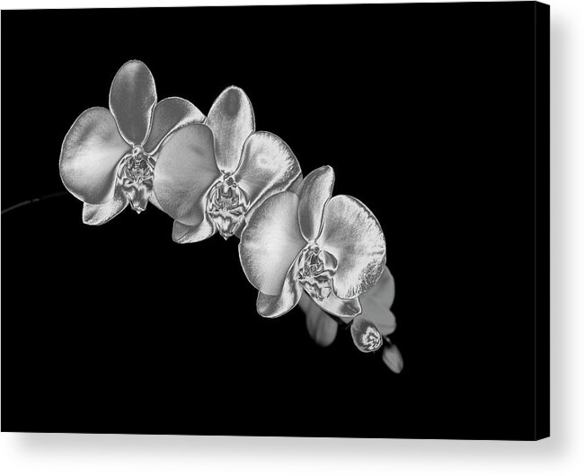 Black Background Acrylic Print featuring the photograph Silver Phaelenopsis Orchid On A Black by Mike Hill