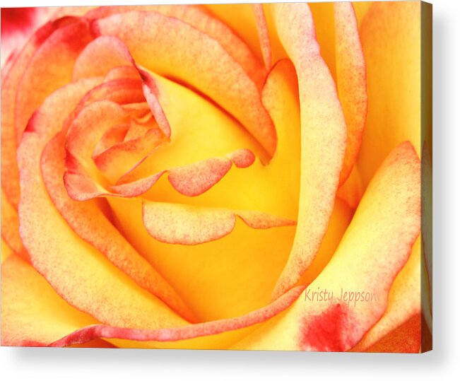 Rose Acrylic Print featuring the photograph Simple Rose 2 by Kristy Jeppson
