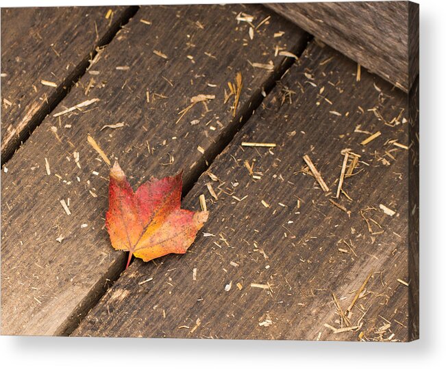 Maple Acrylic Print featuring the photograph Single Maple Leaf by Photographic Arts And Design Studio