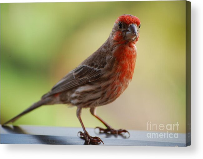 Bird Acrylic Print featuring the photograph Small Brown and Red Bird by DejaVu Designs