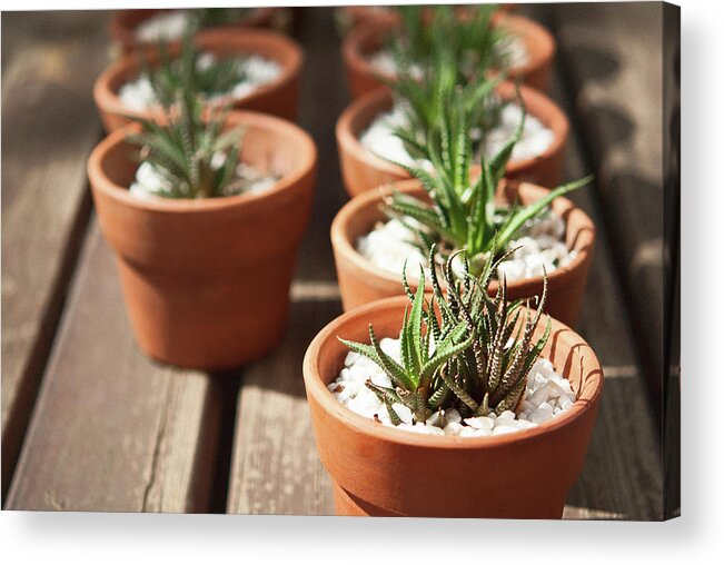 Tranquility Acrylic Print featuring the photograph Small Succulents In Terracotta Pots by Stacey Macqueen