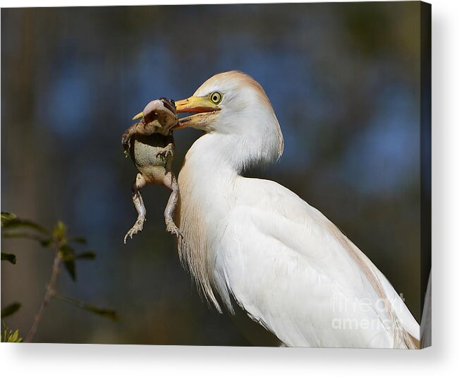 Egret Acrylic Print featuring the photograph Snagged by Kathy Baccari