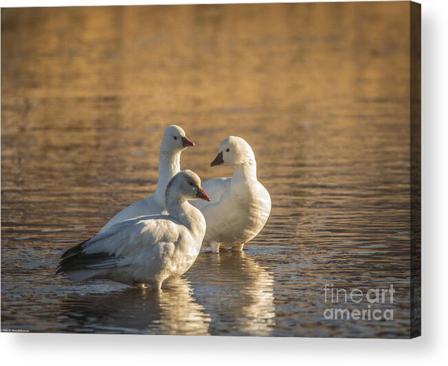 Snow Goose Acrylic Print featuring the photograph Snow Geese 3 by Mitch Shindelbower