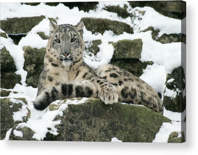 Snow Leopard Acrylic Print featuring the photograph Snow Leopard by John Daniels