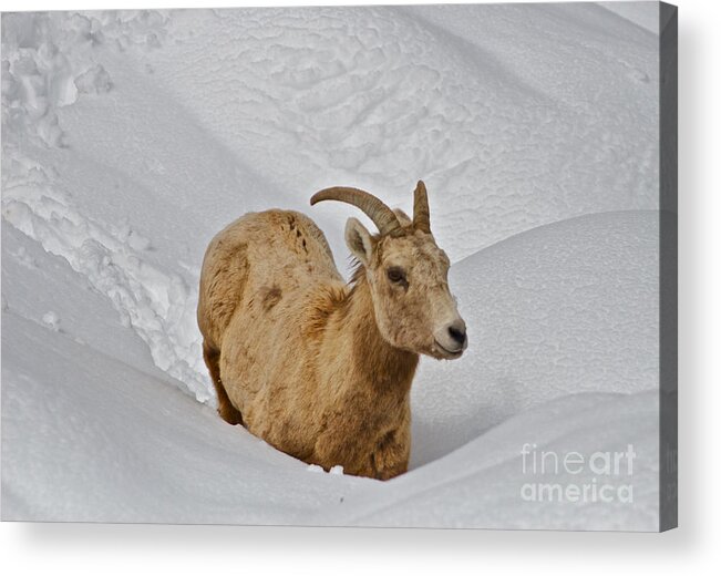 Sheep Acrylic Print featuring the photograph Snow Plowing by Kate Purdy