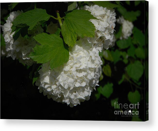 Eaton Rapids Acrylic Print featuring the photograph Snowball Blossoms by Grace Grogan
