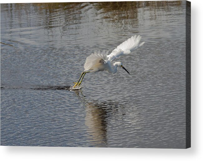 Nature Acrylic Print featuring the photograph Snowy Egret Wind Sailing by John M Bailey