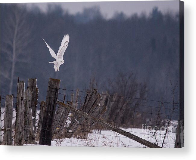 Field Acrylic Print featuring the photograph Snowy Lift Off by Cheryl Baxter