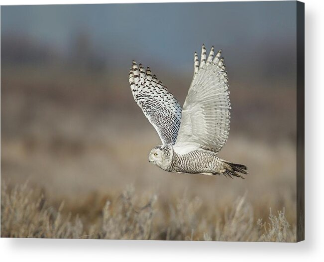 Snowy Owl Acrylic Print featuring the photograph Snowy Owl in flight by Daniel Behm