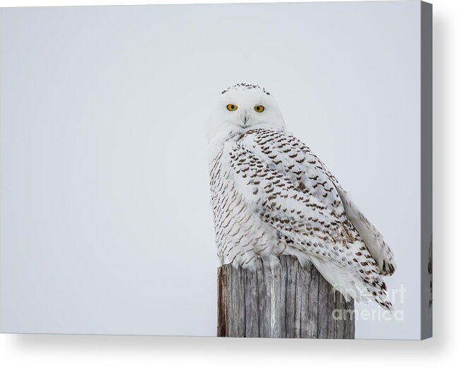 Snowy Owl Acrylic Print featuring the photograph Snowy Owl Perfection by Cheryl Baxter