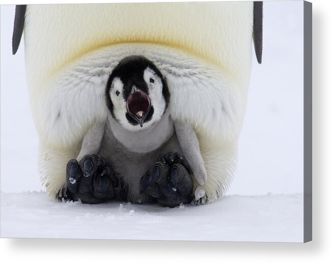 Adult Acrylic Print featuring the photograph Snug Emperor Chick Calling by Rob Reijnen