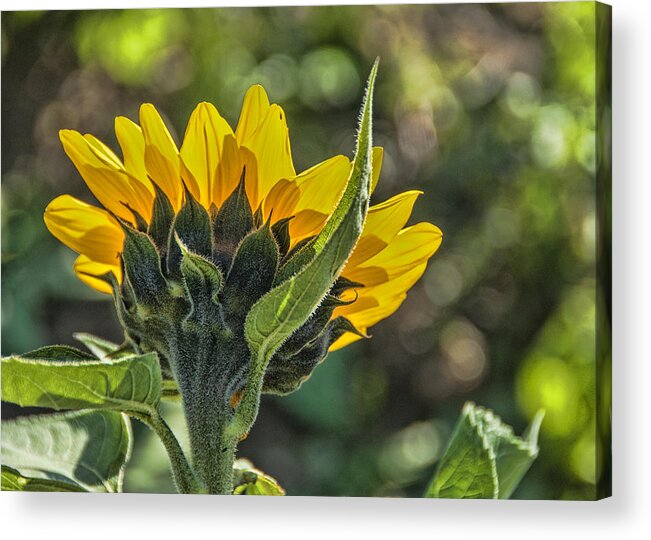 Sunflower Acrylic Print featuring the photograph So Long Summer by Cathy Kovarik