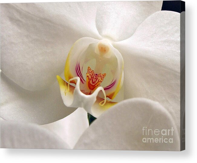 Orchid Acrylic Print featuring the photograph Soft Orchid by Kathi Mirto