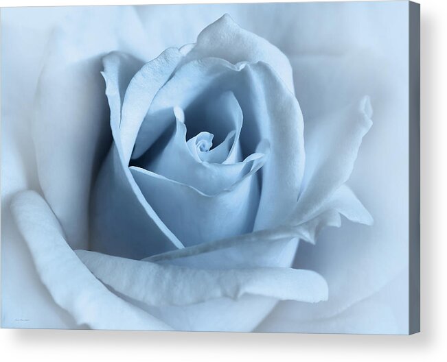 Rose Acrylic Print featuring the photograph Softness of a Blue Rose Flower by Jennie Marie Schell