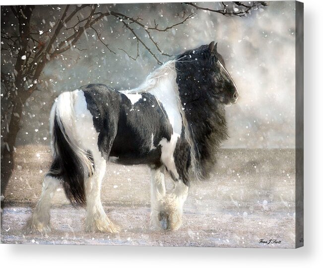 Horse Photographs Acrylic Print featuring the photograph Solitary by Fran J Scott