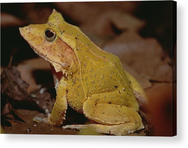 Feb0514 Acrylic Print featuring the photograph Solomon Island Leaf Frog by Gerry Ellis