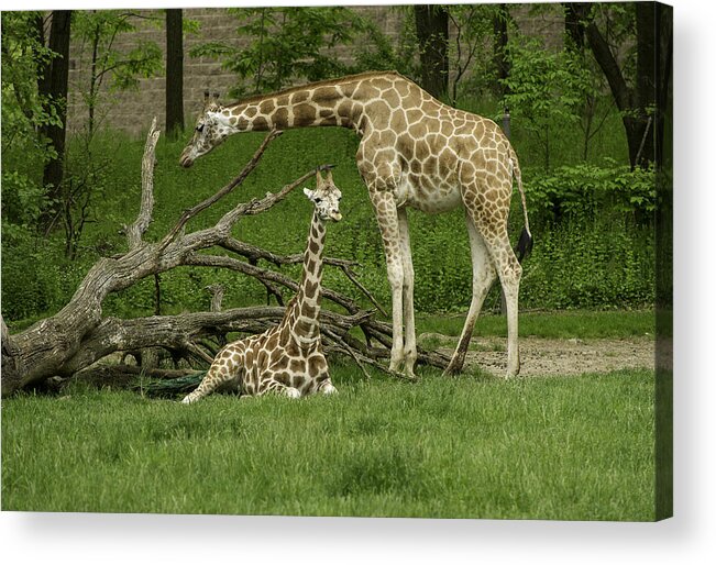 Bronx Zoo Acrylic Print featuring the photograph Someone To Watch Over Me by Gordon Ripley