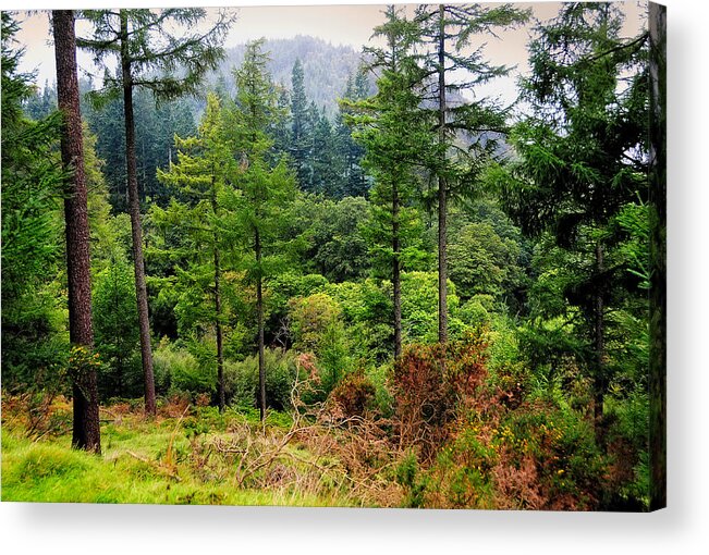 Ireland Acrylic Print featuring the photograph Somewhere in the Forest over Upper Lake. Glendalough. Ireland by Jenny Rainbow