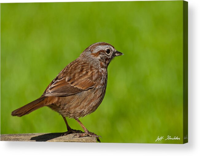 Animal Acrylic Print featuring the photograph Song Sparrow on a Log by Jeff Goulden