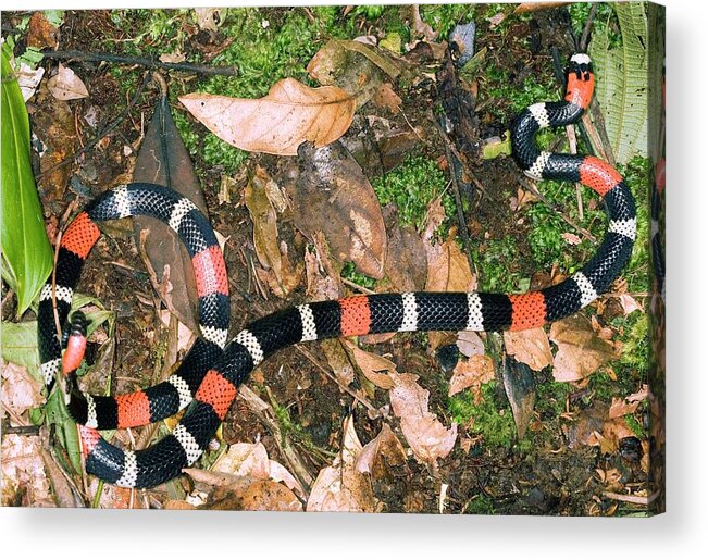 South American Coral Snake Acrylic Print featuring the photograph South American Coral Snake by Dr Morley Read/science Photo Library