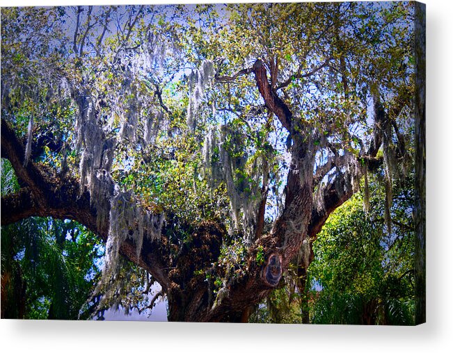 South Acrylic Print featuring the photograph Southern Charm by Joseph Desiderio