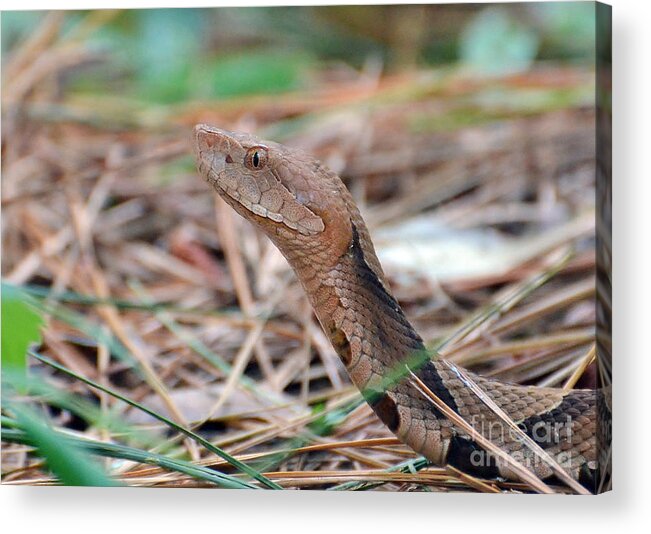 Snake Acrylic Print featuring the photograph Southern Copperhead by Kathy Baccari