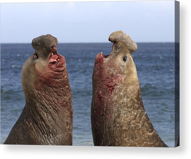 Feb0514 Acrylic Print featuring the photograph Southern Elephant Seal Males Competing by Hiroya Minakuchi