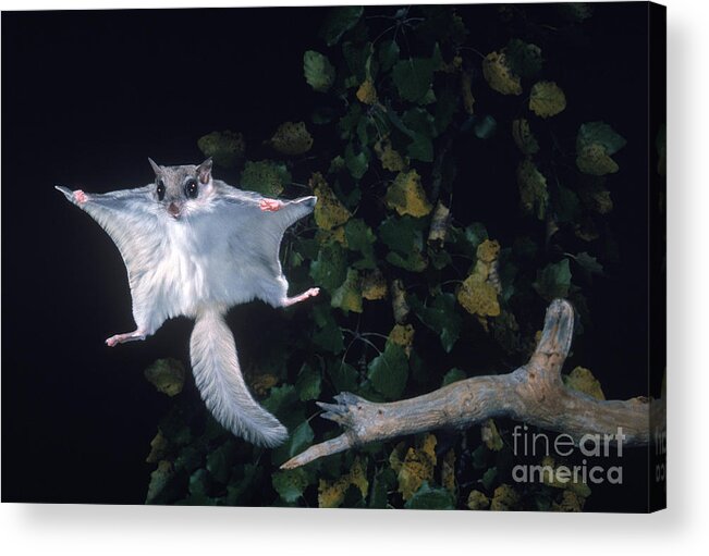 Southern Flying Squirrel Acrylic Print featuring the photograph Southern Flying Squirrel by Nick Bergkessel Jr