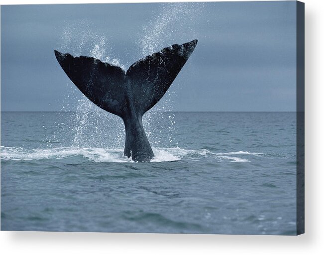 Feb0514 Acrylic Print featuring the photograph Southern Right Whale Fluke Argentina by Flip Nicklin
