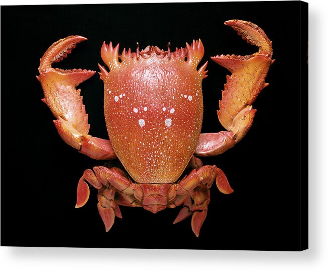 Spanner Crab Acrylic Print by Natural History Museum, London - Fine Art  America