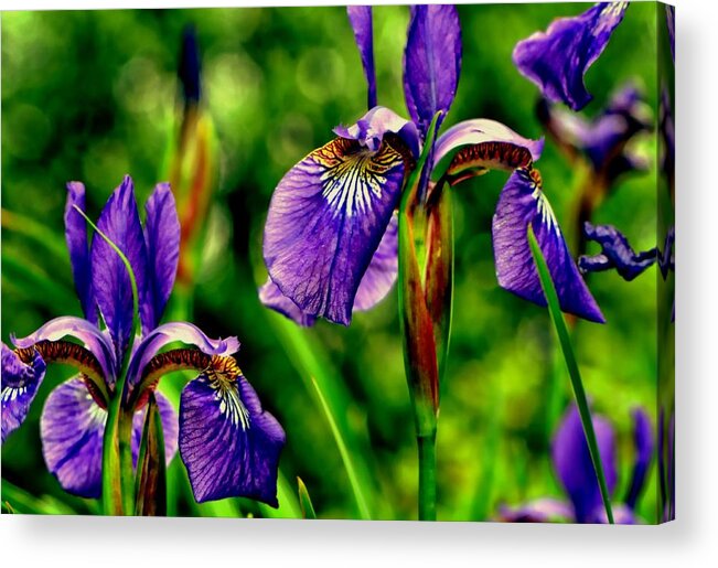 Iris Acrylic Print featuring the photograph Special Gifts From Above...... by Tanya Tanski
