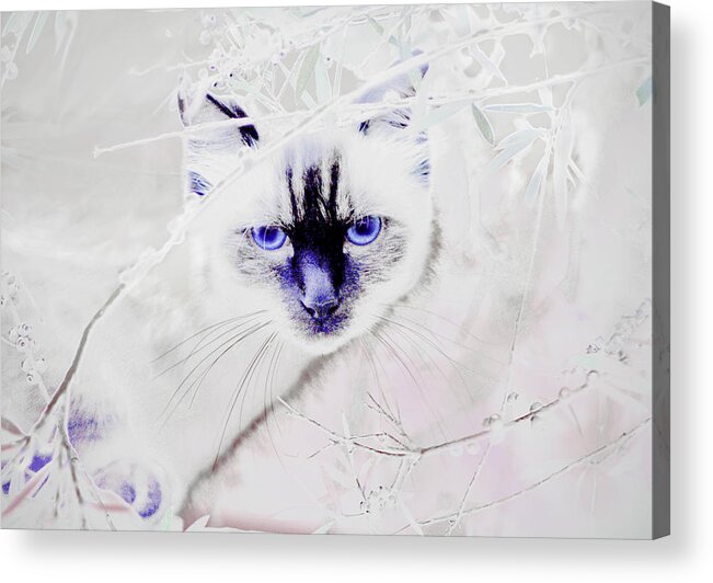 Animals Acrylic Print featuring the photograph Spellbound by Holly Kempe