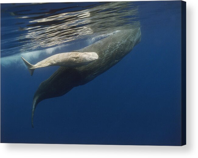 Feb0514 Acrylic Print featuring the photograph Sperm Whale Mother And Albino Baby by Flip Nicklin