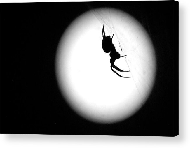 Spiders Acrylic Print featuring the photograph Spider Moon by Susan Moody