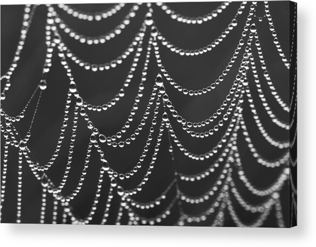 Spider Web Acrylic Print featuring the photograph Spider Web by Jim Dollar