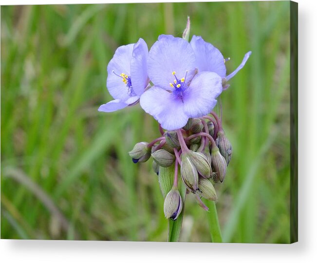 Nature Acrylic Print featuring the photograph Spiderwort by Peggy King